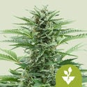 Easy Bud Automatic (Royal Queen Seeds) feminizada