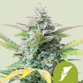 Quick One Automatic (Royal Queen Seeds) feminizada