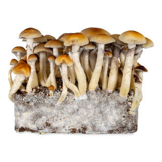 Jeringa de cultivo líquido Thai (Acid Shroomz)