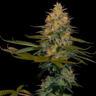 Exodus Kush (DNA Genetics) feminizada
