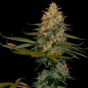 Exodus Kush (DNA Genetics) feminizada