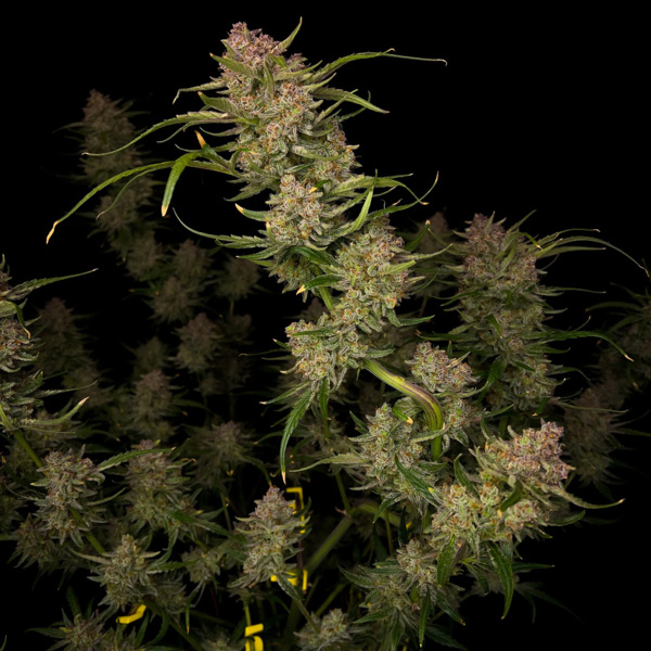 Guava Auto (FastBuds) feminizada