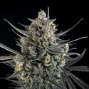 Pound Cake Auto (FastBuds) feminizada