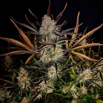 Apple Strudel Auto (FastBuds) feminizada 