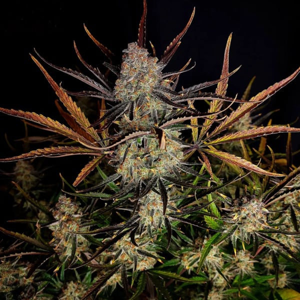 Apple Strudel Auto (FastBuds) feminizada 