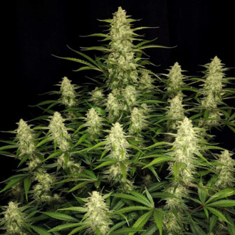 Papaya Cookies Auto (FastBuds) feminizada