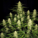 Papaya Cookies Auto (FastBuds) feminizada