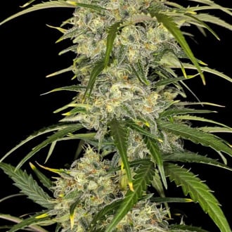 Sour Jealousy Auto (FastBuds) feminizada