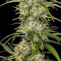 Sour Jealousy Auto (FastBuds) feminizada