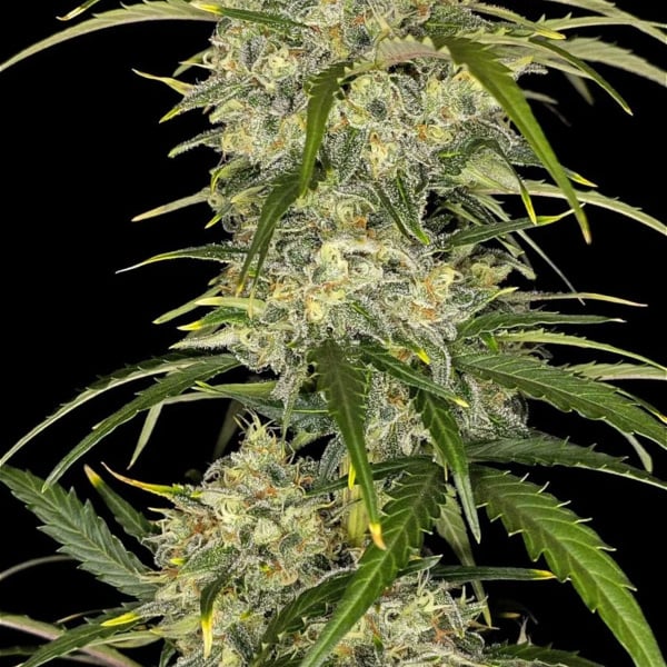 Sour Jealousy Auto (FastBuds) feminizada