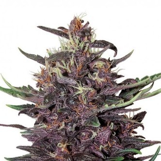 Buddha Purple Kush (Buddha Seeds) feminizada