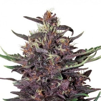 Purple Kush Auto (Buddha Seeds) feminizada