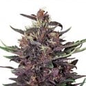 Purple Kush Auto (Buddha Seeds) feminizada