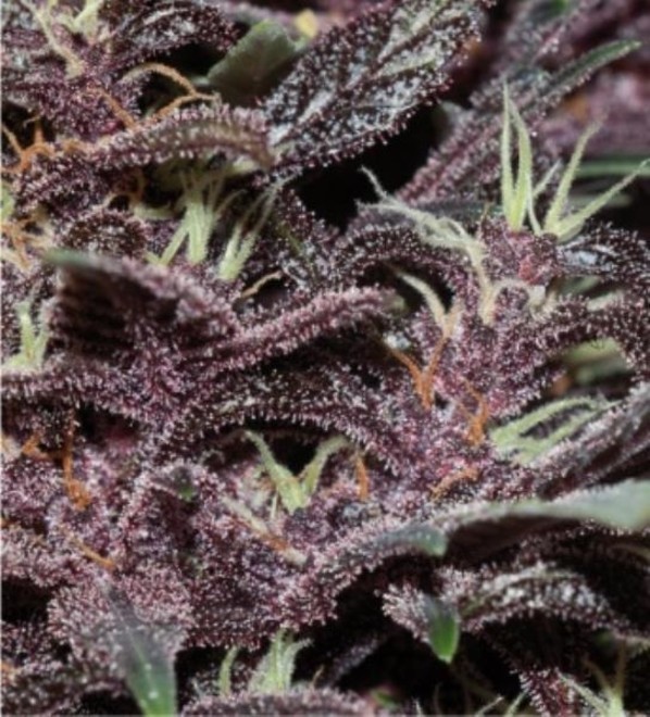 Purple Bud Feminizadas Autoflorecientes