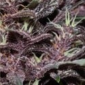 Purple Kush Auto (Buddha Seeds) feminizada