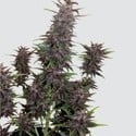 Purple Kush Auto (Buddha Seeds) feminizada