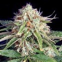 Fast Ryder II (Bulldog Seeds) feminizada