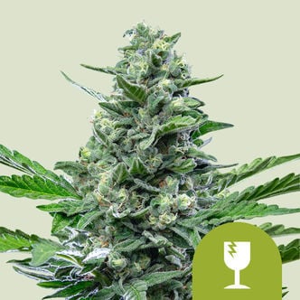 Royal Critical Automatic (Royal Queen Seeds) feminizada