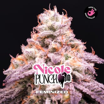Nicole Punch (Zamnesia Seeds) feminizada