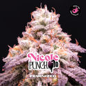 Nicole Punch (BSF Seeds) feminizada