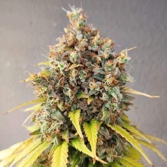 Smoothie (Pure Instinto) feminizada