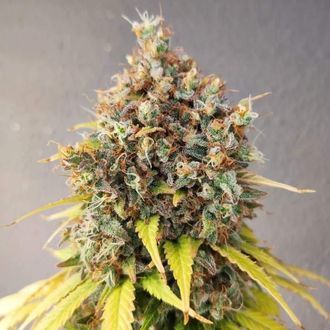 Smoothie (Pure Instinto) feminizada