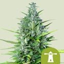 Royal Haze Automatic (Royal Queen Seeds) feminizada