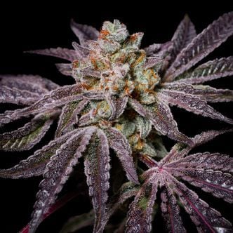 Insanity OG (Pure Instinto) feminizada