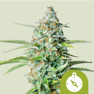 Northern Light Automatic (Royal Queen Seeds) feminizada