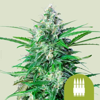 Royal AK Automatic (Royal Queen Seeds) feminizada