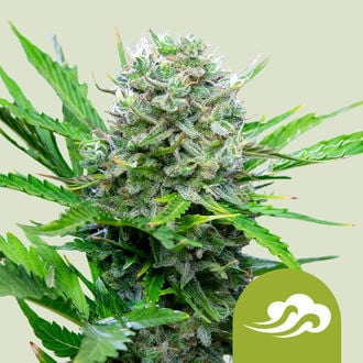 Royal Bluematic (Royal Queen Seeds) feminizada