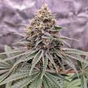 Blue Zushi (Dutch Passion) feminizada