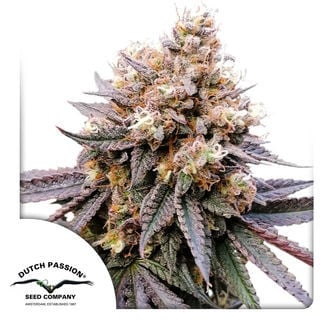 GMO Fast (Dutch Passion) feminizada