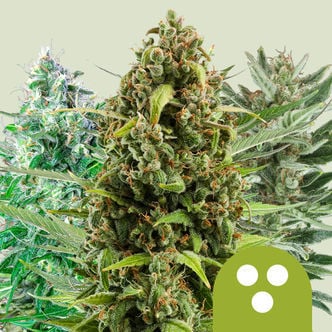 Autofloreciente Mix (Royal Queen Seeds) feminizada