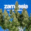 Ghost Train Haze Automatic (Zamnesia Seeds) feminizada
