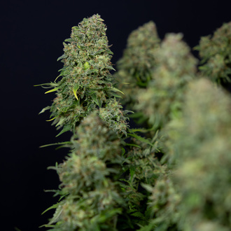 Ghost Train Haze Auto (Zamnesia Seeds) feminizada