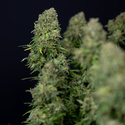 Ghost Train Haze Automatic (Zamnesia Seeds) feminizada