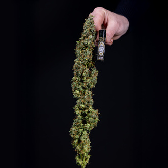 Ghost Train Haze Auto (Zamnesia Seeds) feminizada