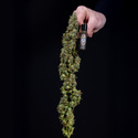 Ghost Train Haze Automatic (Zamnesia Seeds) feminizada