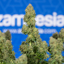 Ghost Train Haze Automatic (Zamnesia Seeds) feminizada