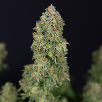Ghost Train Haze Auto (Zamnesia Seeds) feminizada