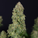 Ghost Train Haze Automatic (Zamnesia Seeds) feminizada