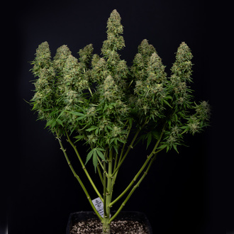 Ghost Train Haze Auto (Zamnesia Seeds) feminizada