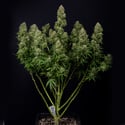 Ghost Train Haze Automatic (Zamnesia Seeds) feminizada