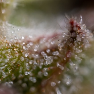 Ghost Train Haze Auto (Zamnesia Seeds) feminizada