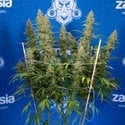 Ghost Train Haze Automatic (Zamnesia Seeds) feminizada