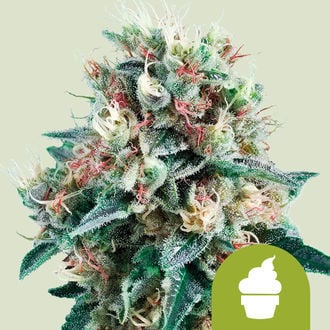 Royal Creamatic (Royal Queen Seeds) feminizada