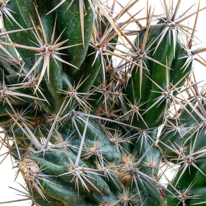 grusonia-invicta-opuntia-