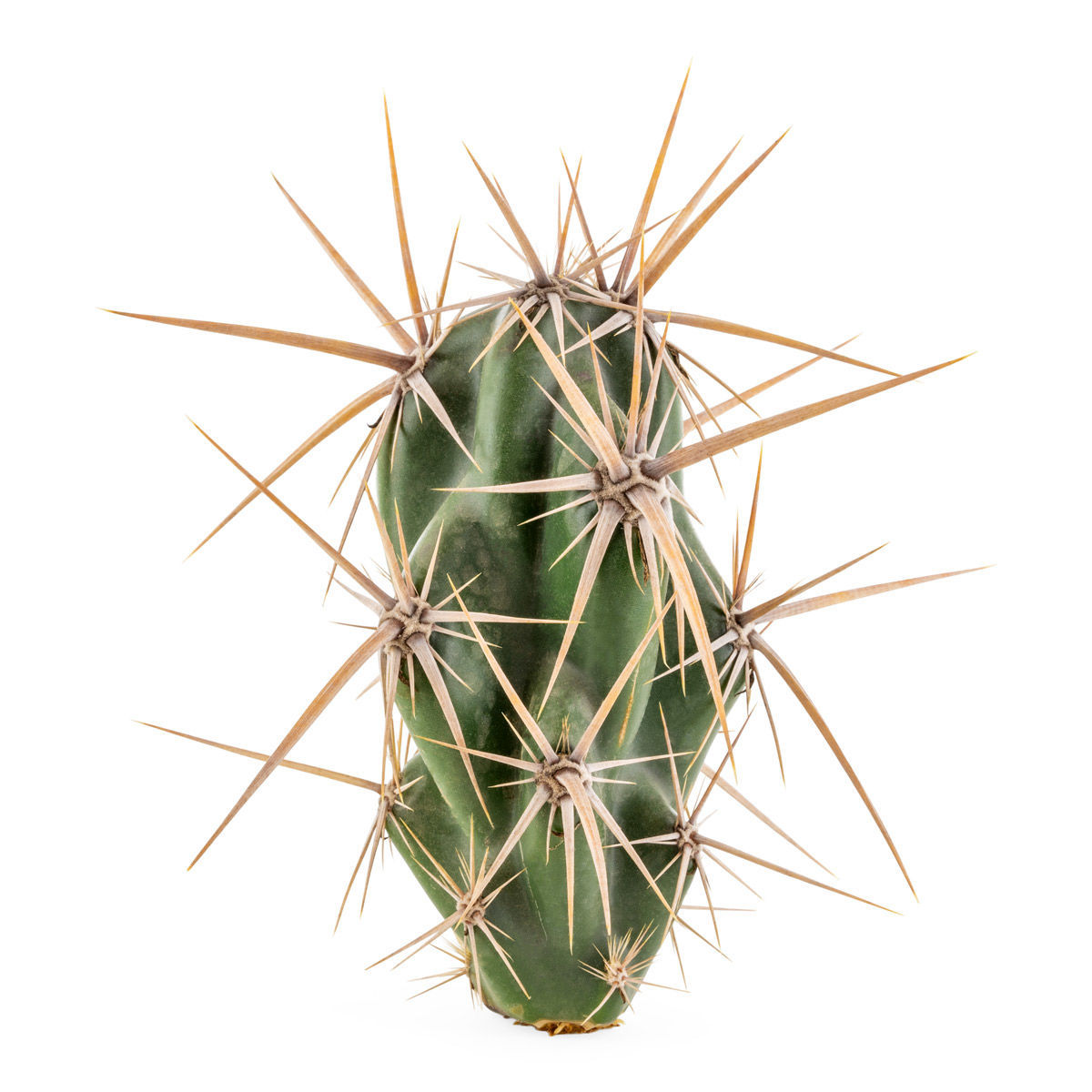 Opuntia invicta