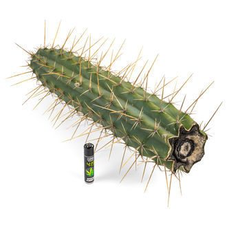 Antorcha peruana XL (Echinopsis peruviana)